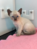 Photo №1. siamese cat - for sale in the city of Ohio City | 300$ | Announcement № 31248
