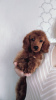 Photo №4. I will sell poodle (toy) in the city of Zhytomyr. breeder - price - negotiated