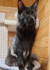 Photo №2 to announcement № 73104 for the sale of maine coon - buy in Russian Federation from nursery