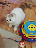 Photo №2 to announcement № 121773 for the sale of exotic shorthair - buy in Belarus from nursery