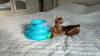 Photo №3. Purebred Abyssinian girl. Russian Federation