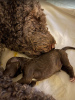 Additional photos: Lagotto Romagnolo puppies