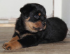 Photo №1. rottweiler - for sale in the city of Bremen | Is free | Announcement № 95052