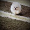 Photo №1. pomeranian - for sale in the city of Brest | 1159$ | Announcement № 9161