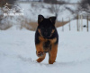 Photo №4. I will sell german shepherd in the city of Kharkov. private announcement, from nursery, breeder - price - 800$