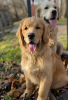 Photo №4. I will sell golden retriever in the city of Krakow. private announcement - price - 475$