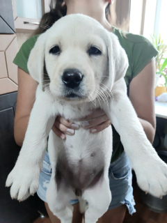 Photo №2 to announcement № 3529 for the sale of labrador retriever - buy in Russian Federation from nursery, breeder