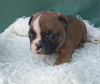 Additional photos: French bulldog puppies