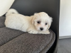 Additional photos: Maltese puppies