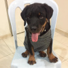 Photo №1. rottweiler - for sale in the city of Gothenburg | 581$ | Announcement № 88539