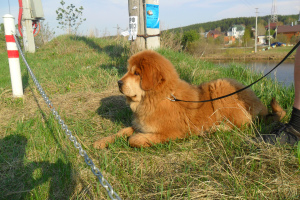 Photo №1. tibetan mastiff - for sale in the city of Yekaterinburg | 788$ | Announcement № 3199