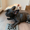 Photo №2 to announcement № 122989 for the sale of french bulldog - buy in Germany private announcement