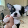 Photo №2 to announcement № 126677 for the sale of chihuahua - buy in Portugal 