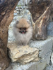 Photo №4. I will sell pomeranian in the city of Šabac.  - price - negotiated