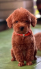 Additional photos: Miniature poodle puppies