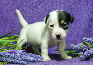 Additional photos: Jack russell terrier heterosexual puppies