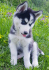 Photo №4. I will sell siberian husky in the city of Kharkov. private announcement - price - 102$