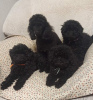 Photo №1. poodle (dwarf) - for sale in the city of Москва | 325$ | Announcement № 38567