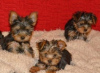 Photo №2 to announcement № 121057 for the sale of yorkshire terrier - buy in Germany breeder