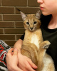 Additional photos: caracal and caracat kitten available