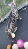 Photo №1. bengal cat - for sale in the city of Warsaw | negotiated | Announcement № 52909