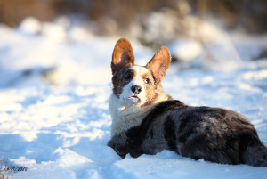 Photo №2 to announcement № 5291 for the sale of welsh corgi - buy in Russian Federation from nursery