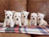 Photo №1. west highland white terrier - for sale in the city of Viennaer | negotiated | Announcement № 82070