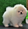 Photo №1. pomeranian - for sale in the city of Plovdiv | negotiated | Announcement № 111776