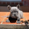 Photo №1. french bulldog - for sale in the city of San Francisco | negotiated | Announcement № 43070