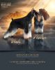 Photo №1. schnauzer - for sale in the city of Москва | negotiated | Announcement № 20368