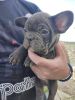 Photo №2 to announcement № 20038 for the sale of french bulldog - buy in Russian Federation from nursery