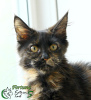Photo №3. Maine Coon girl Fortune. Russian Federation