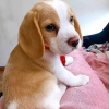 Photo №3. Beautiful beagle puppies. Germany