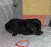 Photo №2 to announcement № 19810 for the sale of polish hunting dog - buy in Poland breeder