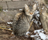 Photo №3. Two adorable kittens are looking for a home.. Russian Federation