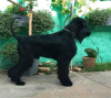 Photo №1. giant schnauzer - for sale in the city of Belgrade | negotiated | Announcement № 70556