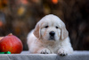 Additional photos: Golden retriever puppies