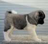 Additional photos: American Akita, TOP puppies