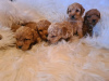 Photo №2 to announcement № 96189 for the sale of labradoodle - buy in Serbia 