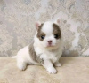 Photo №2 to announcement № 121727 for the sale of chihuahua - buy in Portugal breeder