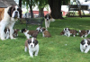 Photo №1. st. bernard - for sale in the city of Berlin | Is free | Announcement № 126725