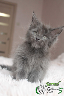 Photo №2 to announcement № 6453 for the sale of maine coon - buy in Russian Federation from nursery