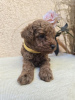 Additional photos: TOY Red Poodles - Puppies for sale