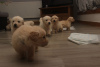 Photo №4. I will sell golden retriever in the city of Berlin. private announcement - price - 370$