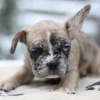 Photo №3. Beautiful French VIP bulldog puppy Merle white beige. Netherlands