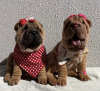 Photo №1. shar pei - for sale in the city of Tallinn | 1$ | Announcement № 77738