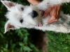 Photo №1. west highland white terrier - for sale in the city of Brudzów | 328$ | Announcement № 119426