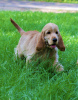 Photo №1. english cocker spaniel - for sale in the city of Kiev | 1065$ | Announcement № 13129