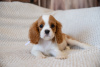 Additional photos: Puppies Cavalier King Charles Spaniel