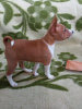 Photo №2 to announcement № 41017 for the sale of basenji - buy in Latvia breeder